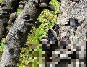 老汉上山捡了堆黑木耳，拿到集市上几秒抢光，赚了好多钱喜滋滋