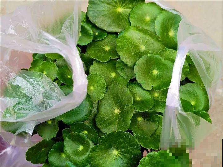 11月逛花市，这10种花还是别买了，养不活浪费钱！