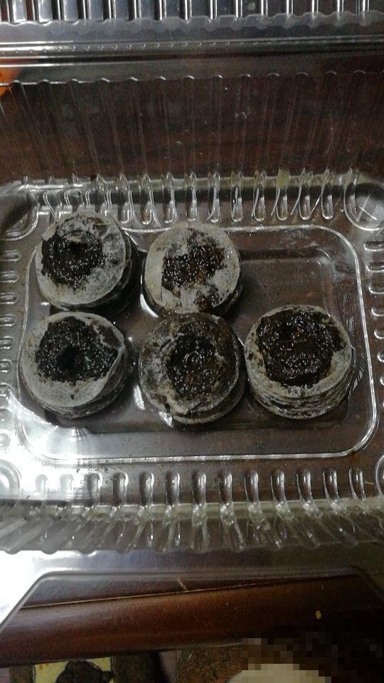 耧斗菜是蔬菜还是花卉？花苞绽开时全家惊叹，神秘身份立马揭晓！