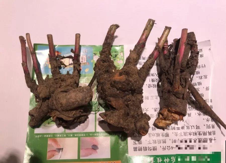 这3种花最好别扦插，越养越难看，重瓣花也能变单瓣！