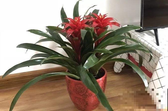 30种花冬天浇水技巧，根不烂，来年春天猛蹿新叶！
