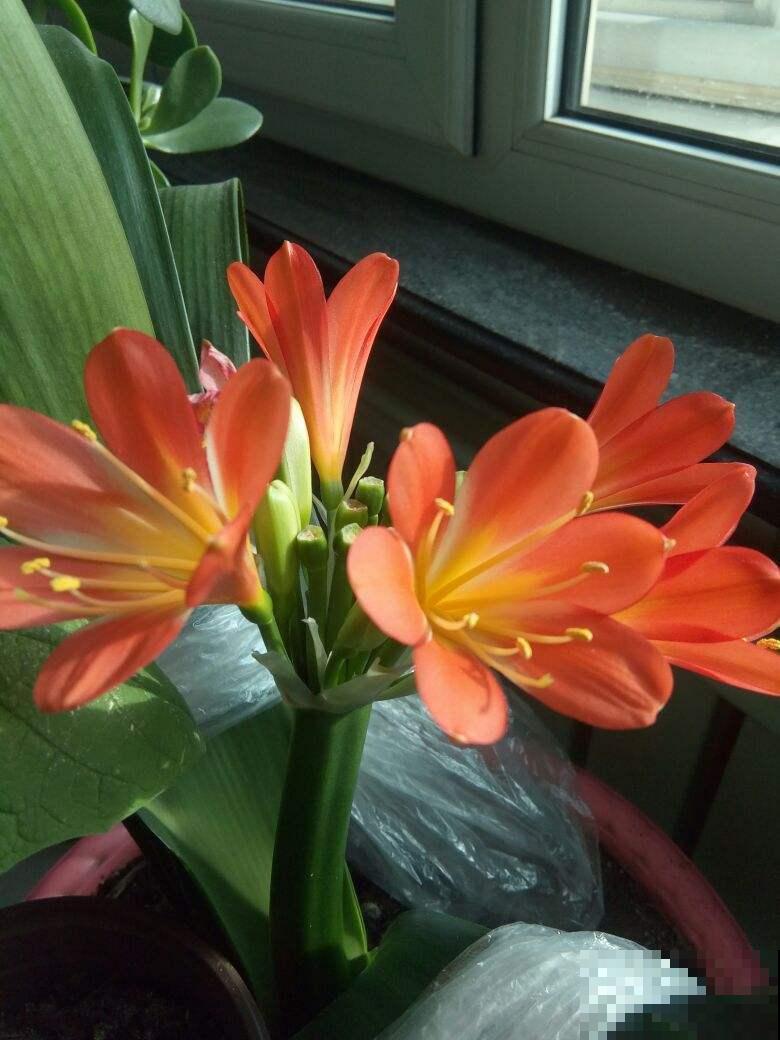 这2个季节要注意，给予充足的直射光，君子兰长得好
