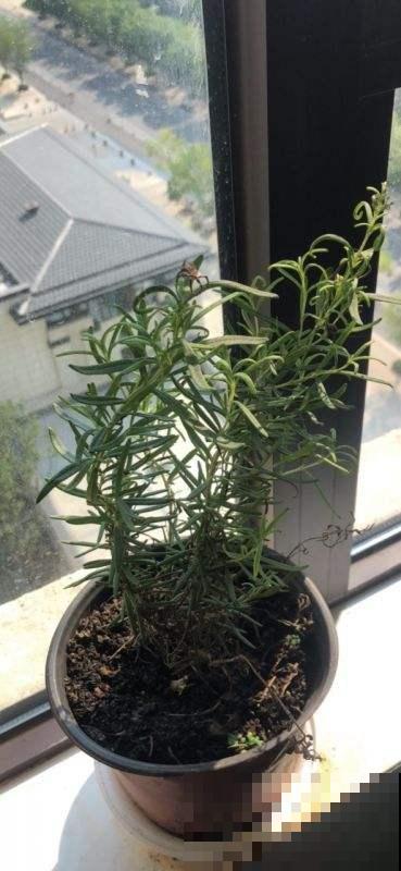 这菜开花堪比精品盆栽，你还舍得吃吗？放厨房太亮眼了！