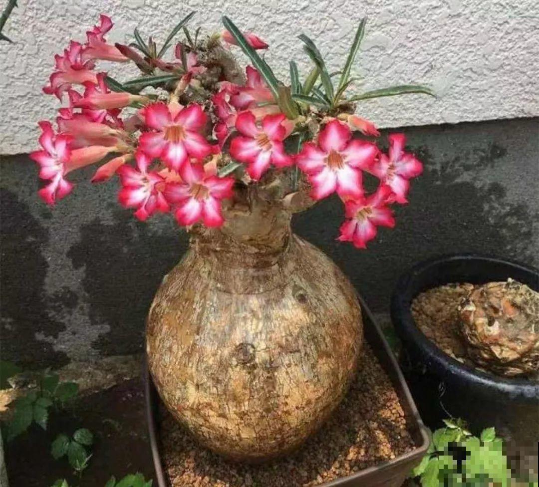 养这3种花，盆越小开花越多，放大盆里反而不长！
