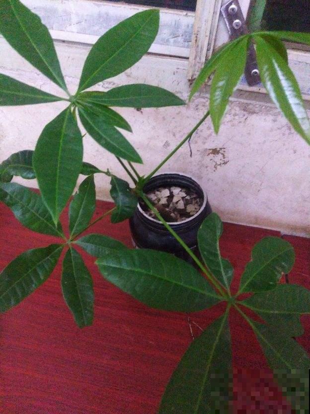 秋冬这样养护发财树，枝繁叶茂有光泽，不担心光秃秃