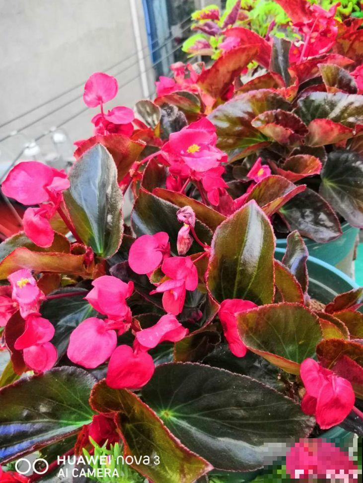 这花放阳台，能从冬天一直开到夏天，怎么都看不够！