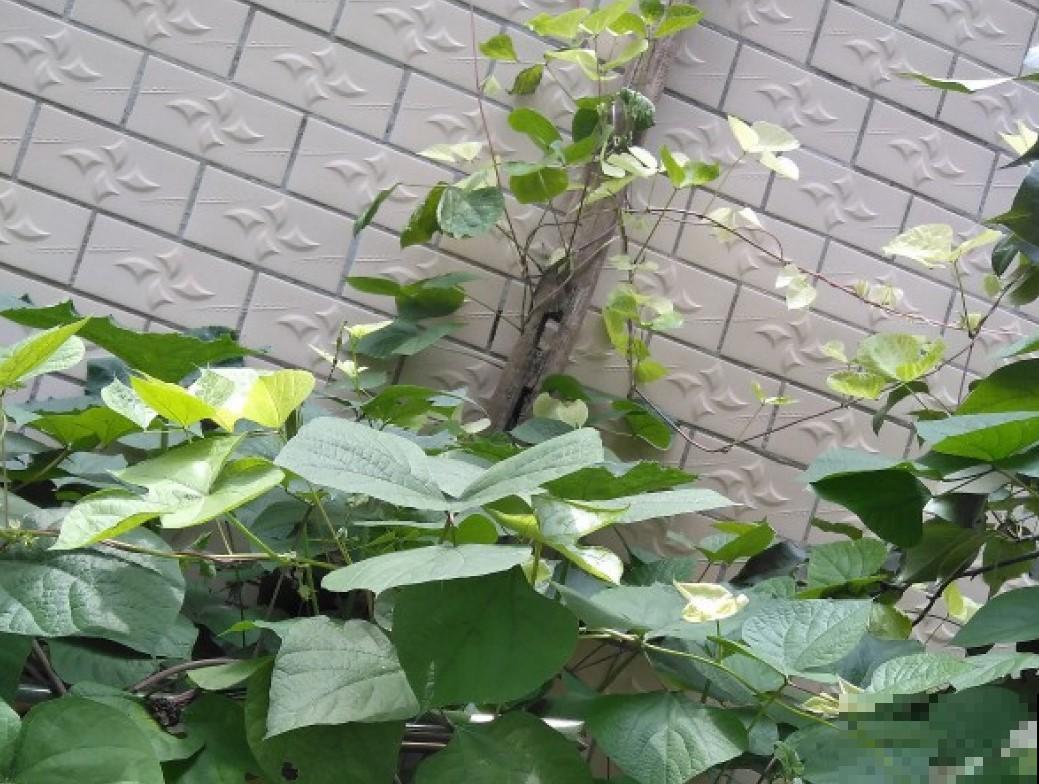 扁豆时不时就皱巴巴的，这3点要记住，产量呼呼往上涨！