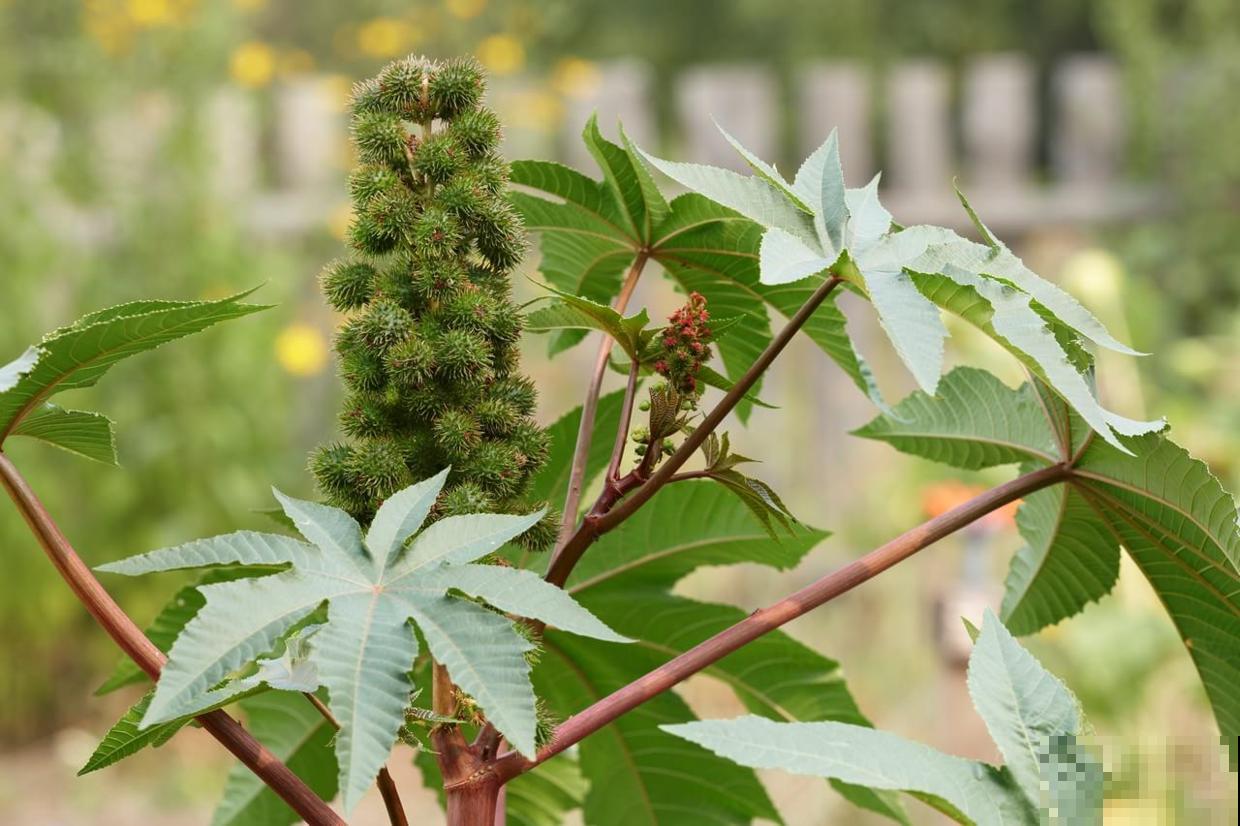 野外遍地是的小刺头，人吃了中剧毒，喂给花吃却呼呼长不停！