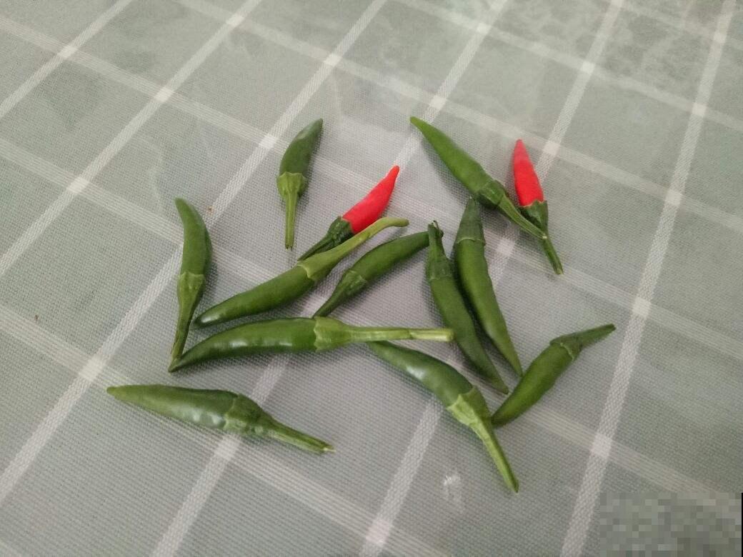 在家养辣椒，花朵色彩鲜艳很好看，不结果怎么办