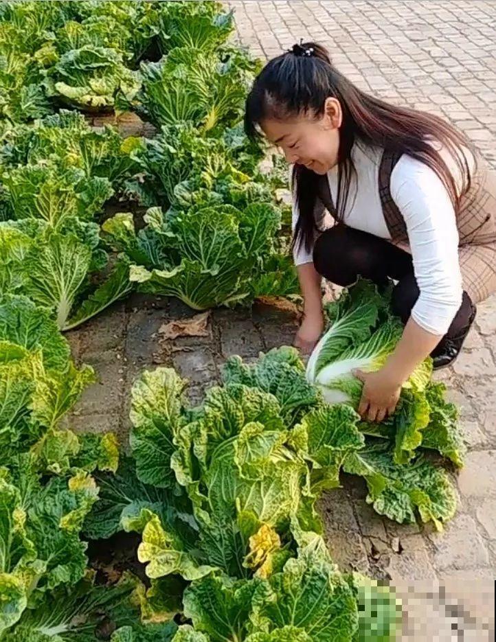 空荡荡的砖地,被她种了上百颗包菜,一年到头吃不完! 空荡荡的砖地,被她种了上百颗包菜,一年到头吃不完!