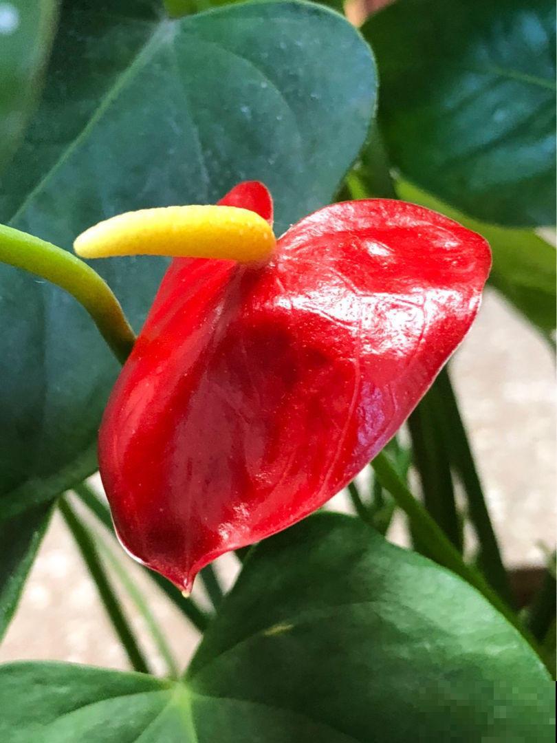 这花在北方格外难伺候，往土里加这个，开花容易不黄叶