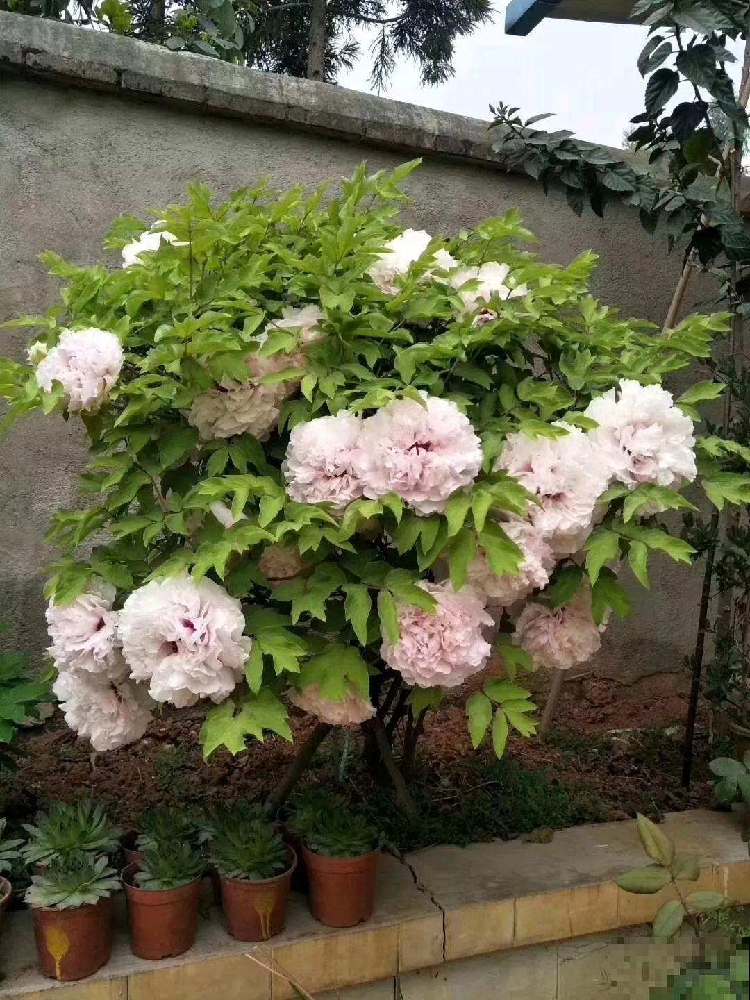 这8种花，养养就成巨无霸，3个大汉都搬不动！