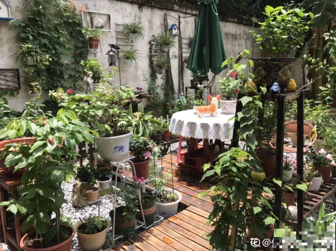 有个小院,养花喂猫,日子越过越充实! 有个小院,养花喂猫,日子越过越充实!