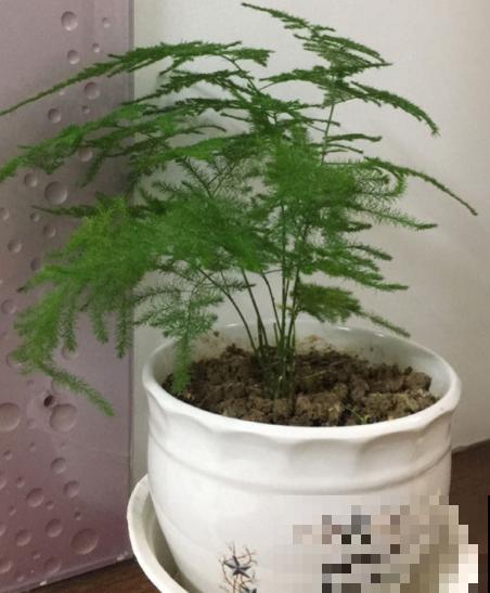 冬天养文竹，切记避开这几点，小心一晚上成“黄脸婆”！