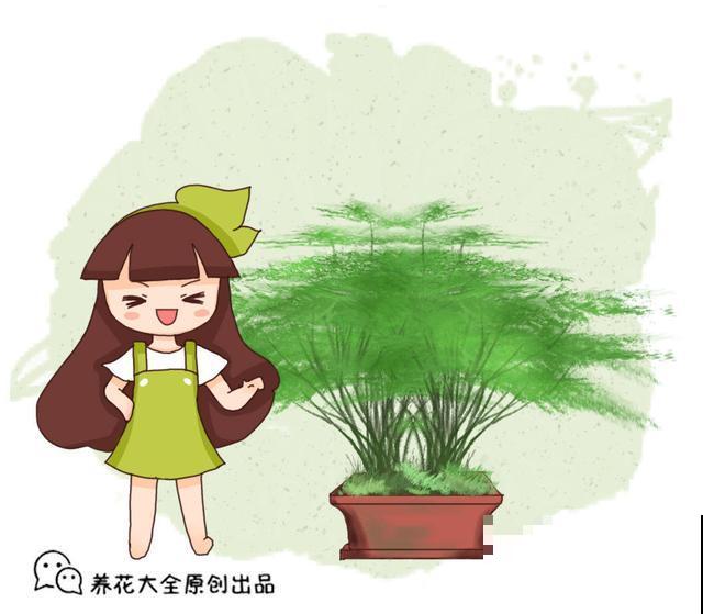 养几盆铁线蕨，放在家里观赏，看起来比花还有格调