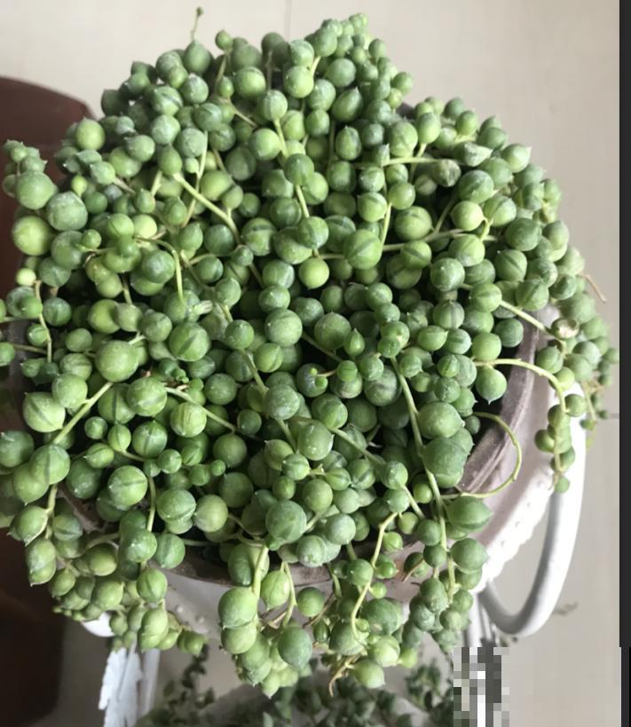 吊竹梅搬屋里，颜色越晒越鲜艳，掐根枝又能养一盆！