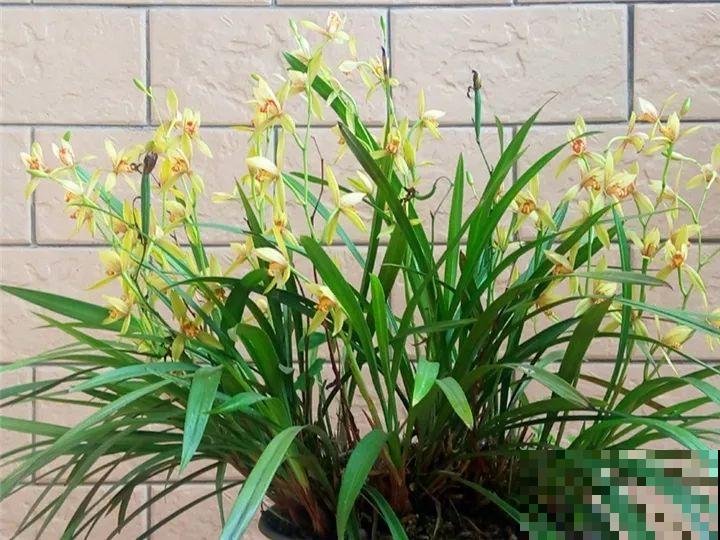 这花公认难养，冬天放外面冻20天，立马开花！