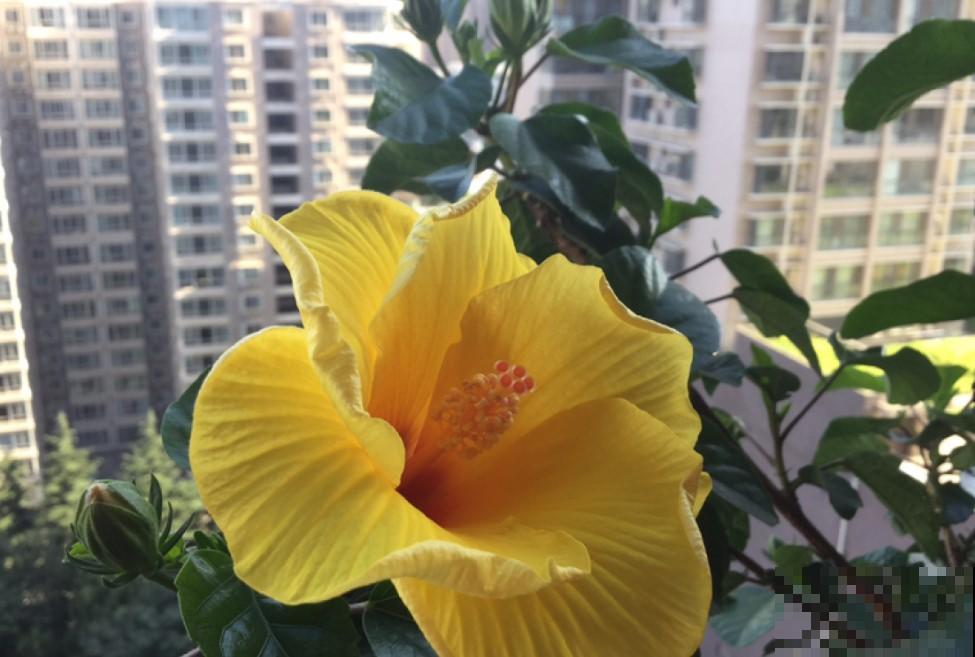 都说这花不吉利，其实开着大红花非常漂亮，你会在家养一盆吗？