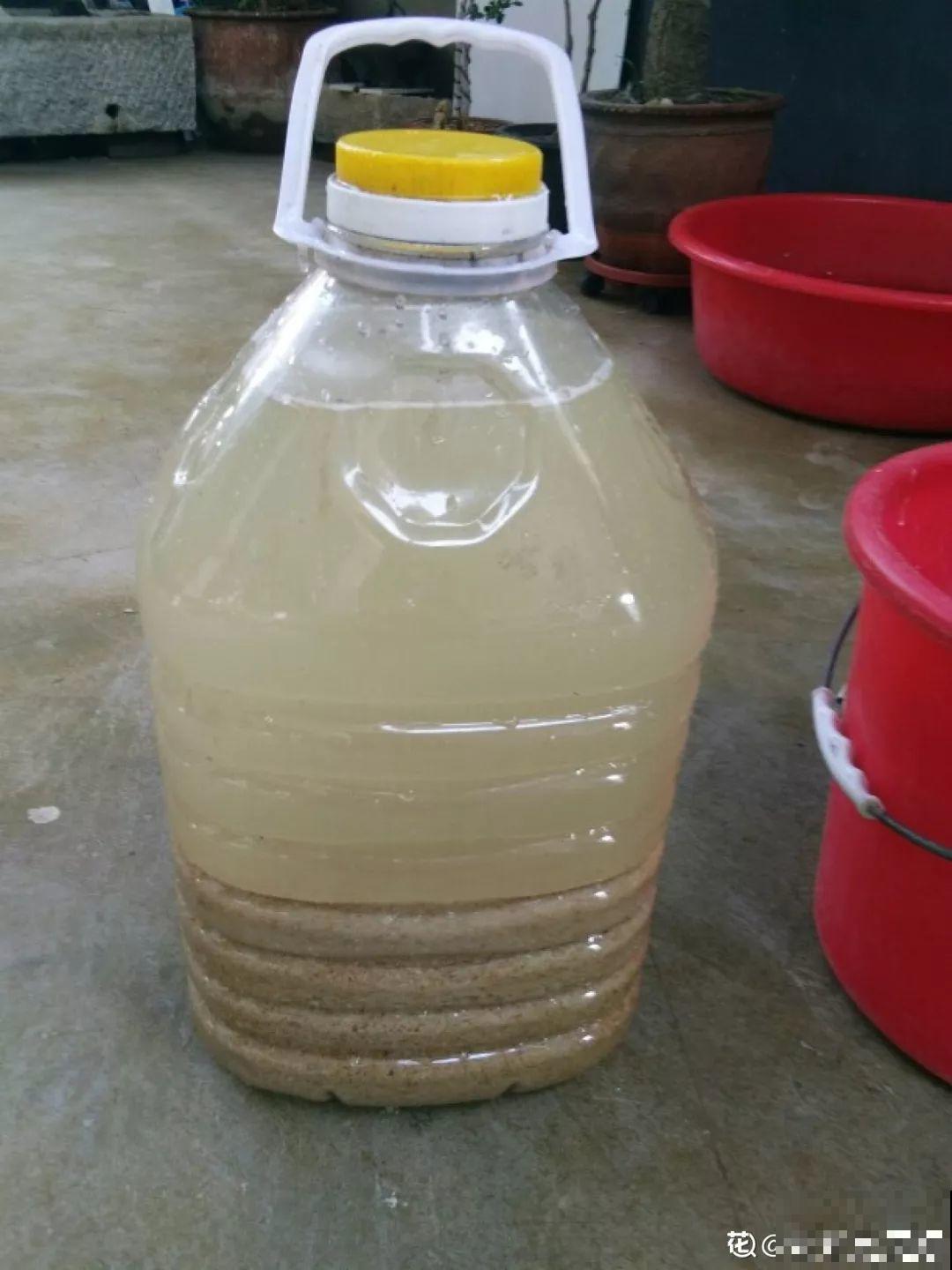 3种花爱吃油，秋天土里埋一勺，比施肥还管用！