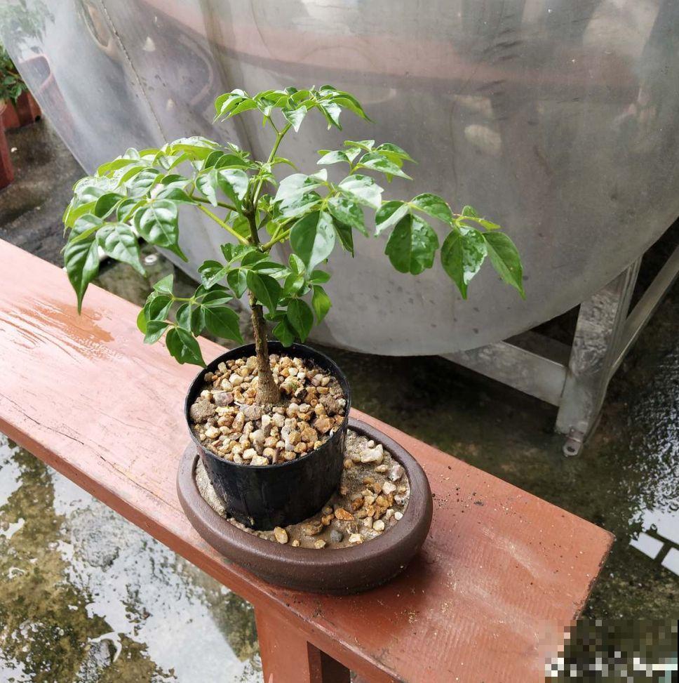 张大爷把花拽一拽，1个月长出人参根，邻居给钱都不卖！