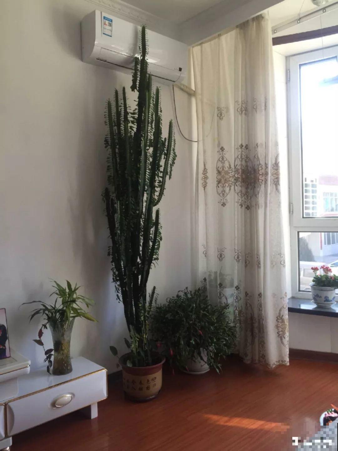 敲个鸡蛋埋土里，吊兰猛蹿个，蹭蹭长成绿瀑布！