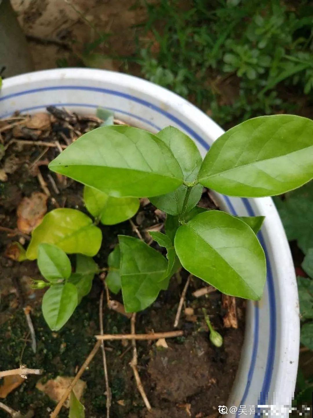 家里养茉莉，现在修剪施肥，就别指望安稳过冬了！