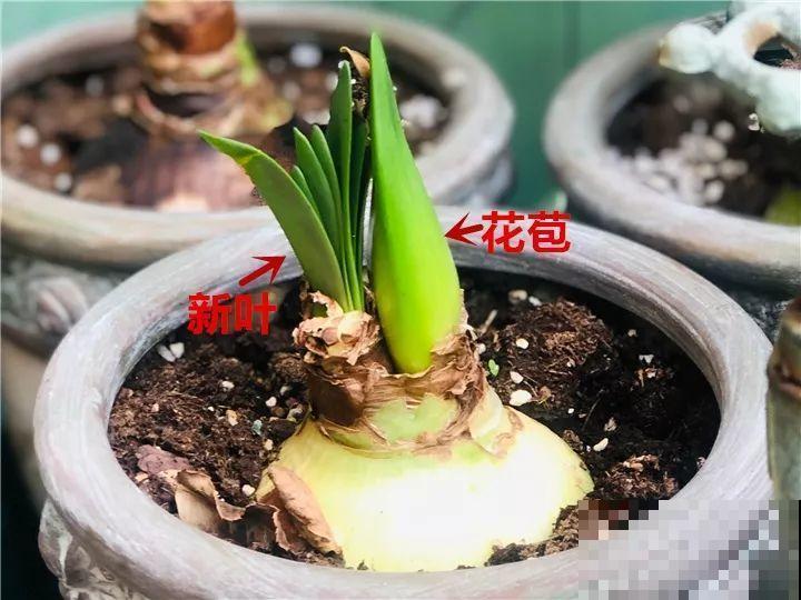 朱顶红迟迟不开？趁现在掐叶子、剃平头，剪完就能冒花苞！