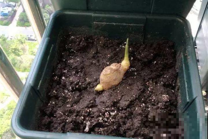发芽的土豆先别扔，切块埋土里，仨月收获一箩筐！