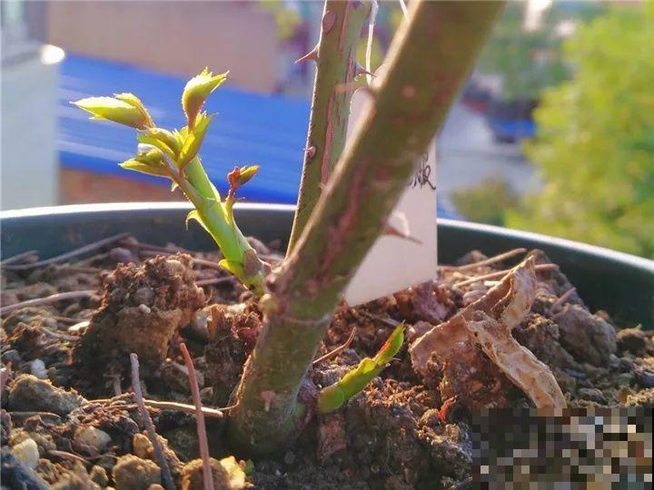 想要长寿花冬天抗冻一点，趁现在撒把肥，叶子厚实开花还多！