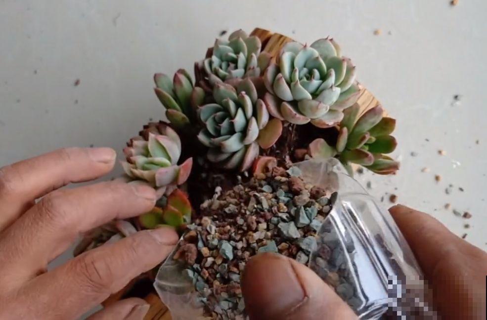 路边扔的木桩子，捡回家切几刀，种上花后多少钱也不卖！