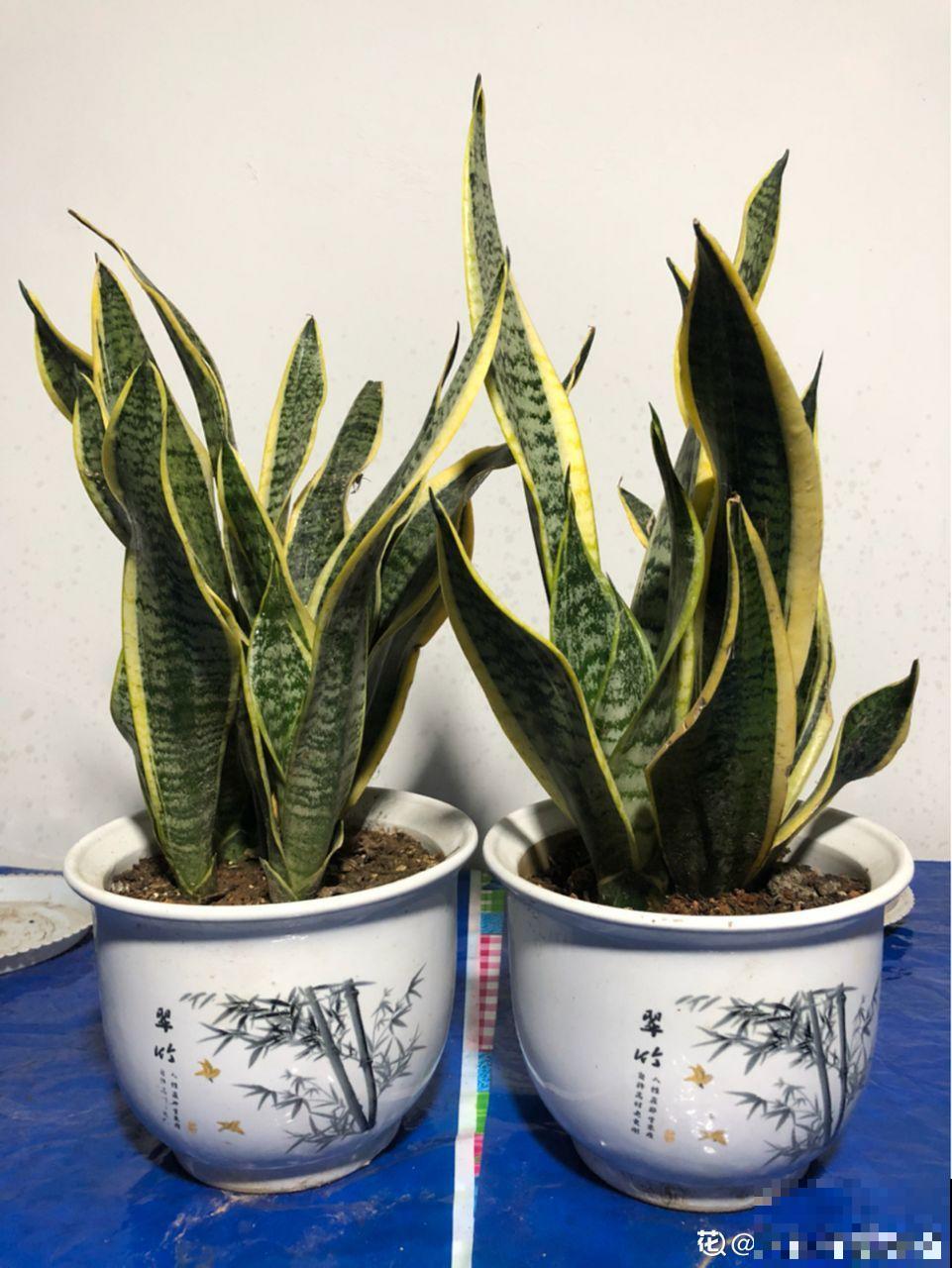 6种有气质的花，摆在哪里都是焦点，邻居全都跑来看！
