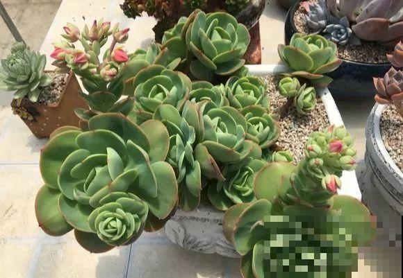 爱上多肉8年，她付出了所有，数量多到可以摆满整个天台！