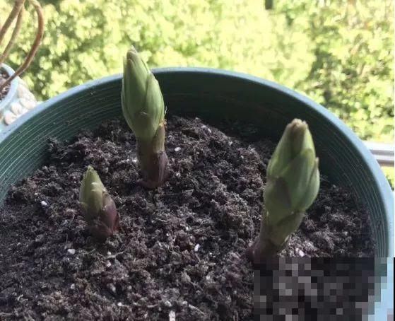 这花开败后，别着急剪叶子，小心明年不开花！