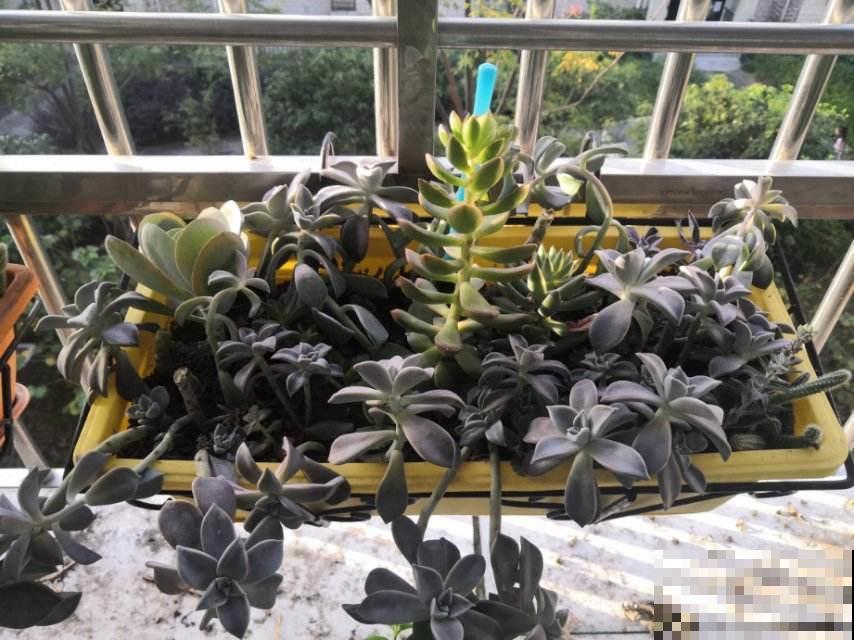 都秋天了，你还这么给花晒太阳？再不改变你家花全死翘翘！