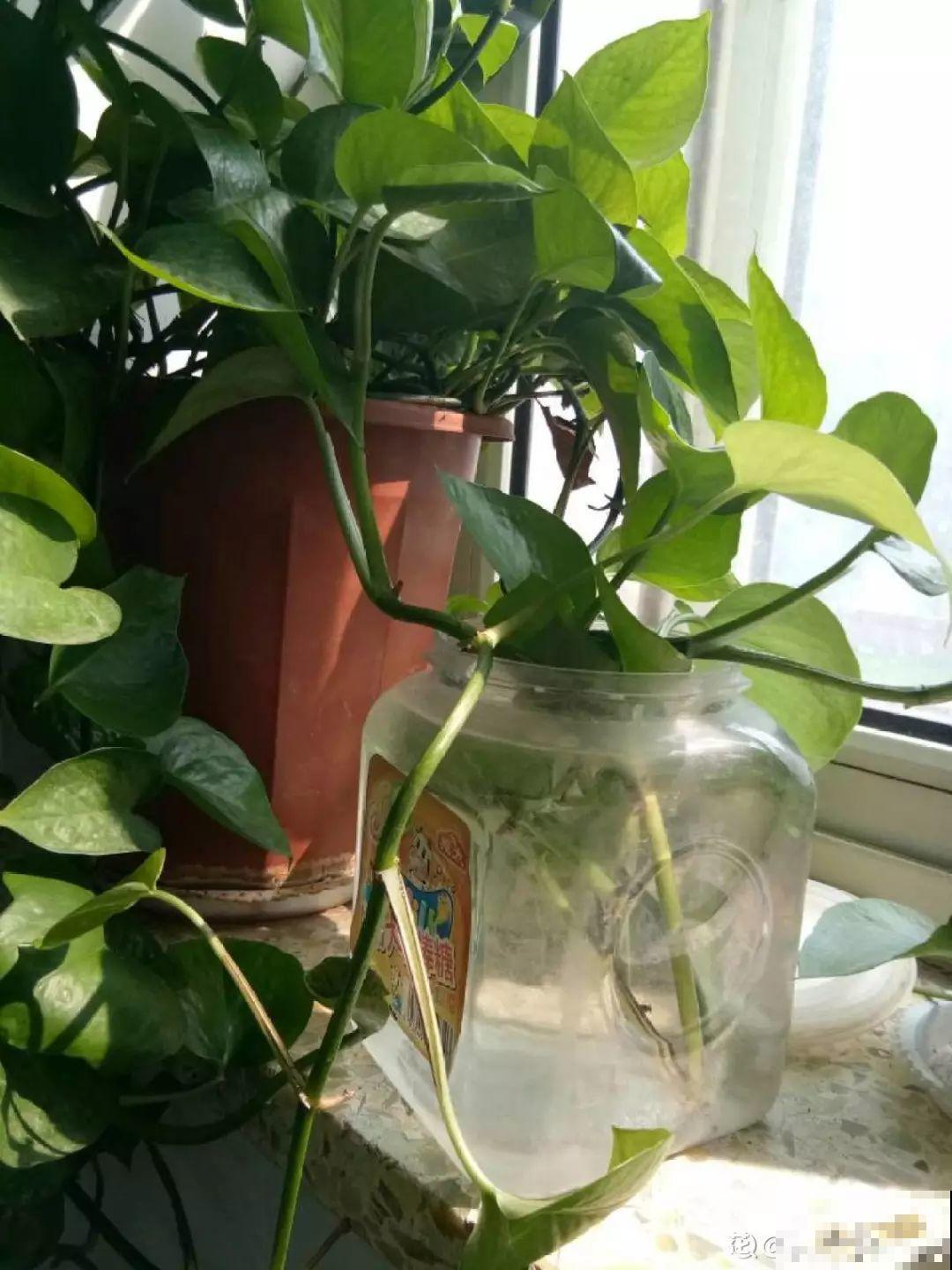 4种花爱长胡子，越多长越好，看到了可别瞎剪！