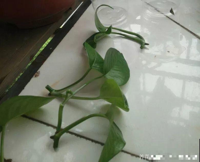 这花就得虐着养，套个袋子捂一捂，揭开立马冒花苞！