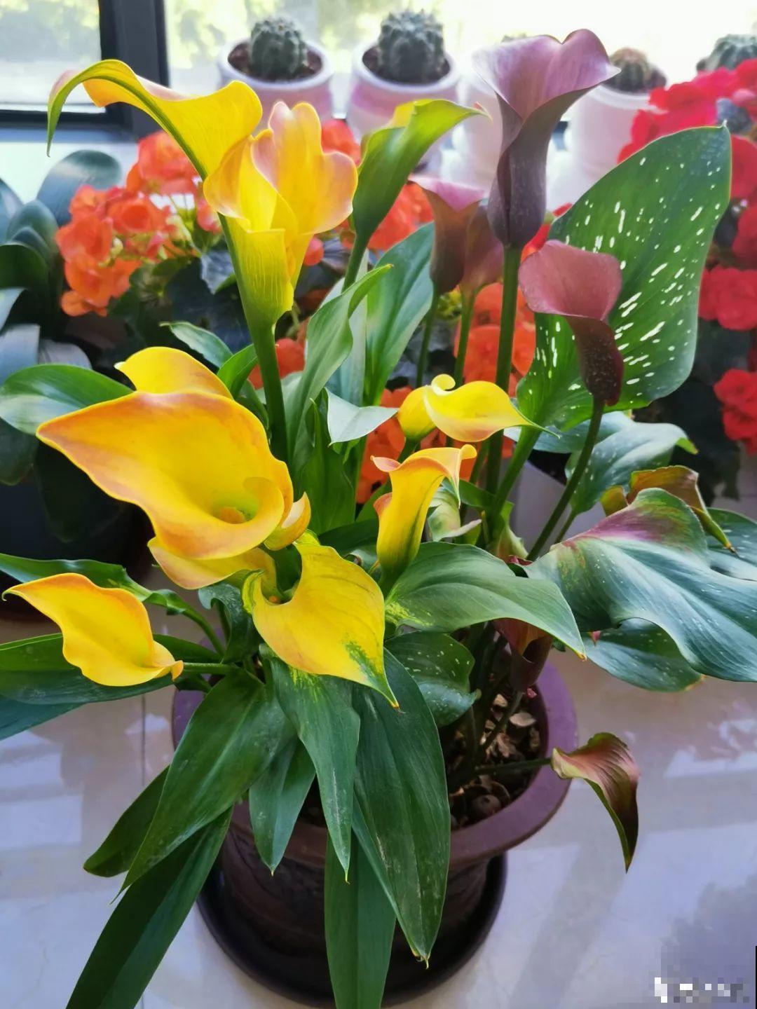 这花特皮实，少浇水、多晒太阳，开花2个月不歇气！