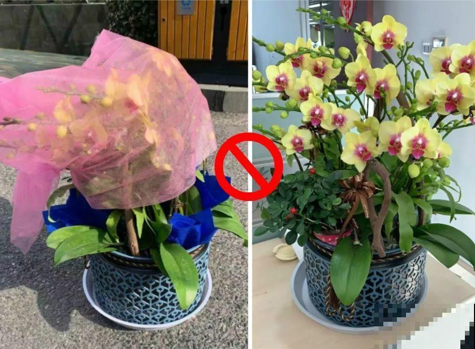 花市里猫腻多，碰见这10种花，再便宜也别买！