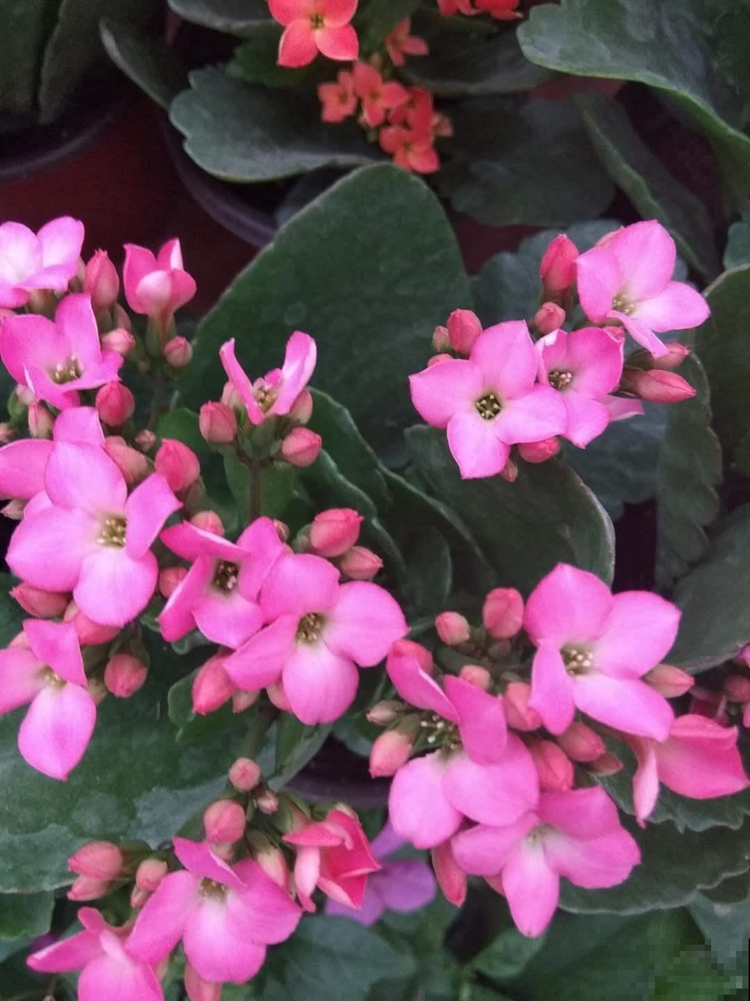 这花在圣诞节前后开放，放在家里真好看，过节还可以赏花