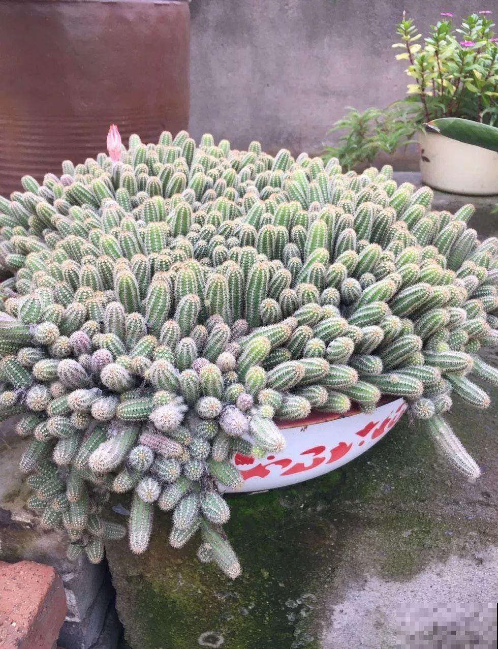 最爱爆盆的5种多肉，得用大脸盆养，2个月长得密密麻麻塞不下！