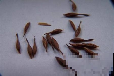秋天也想播种？老花农教你这几招，天再冷也能呼呼出芽！