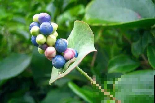 这妖冶野草果子美似宝石，名字背后故事奇妙，90后估计都不认识！