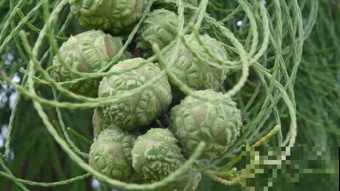 见过柏树结果子吗？形状奇特味道清香，好多人去山上抢着摘！