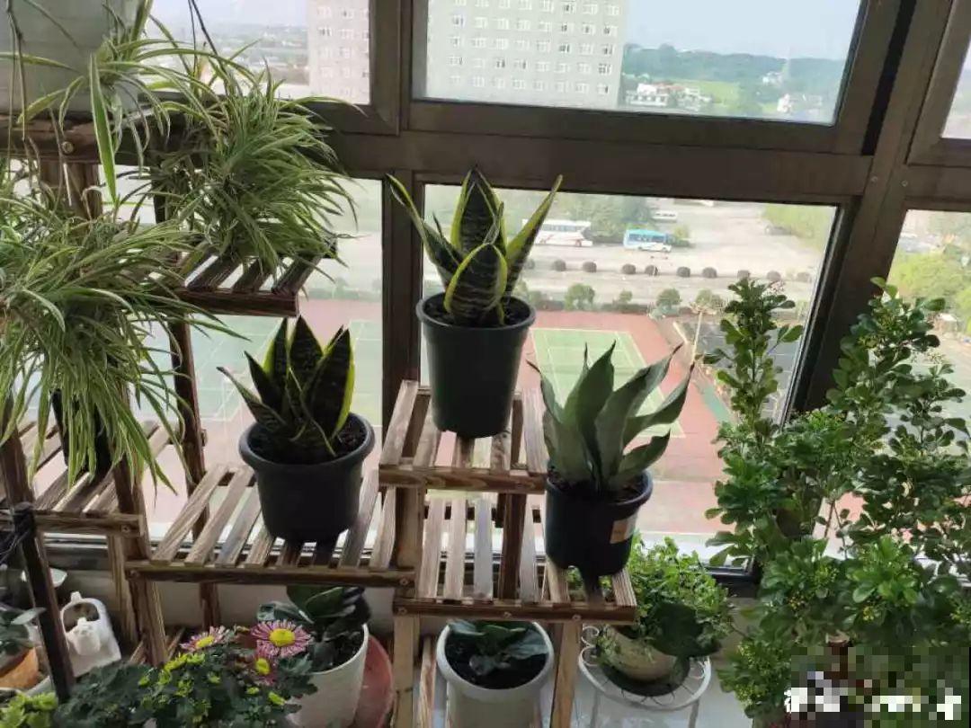 降温后养虎皮兰，赶紧断水，小心熬不过冬天！