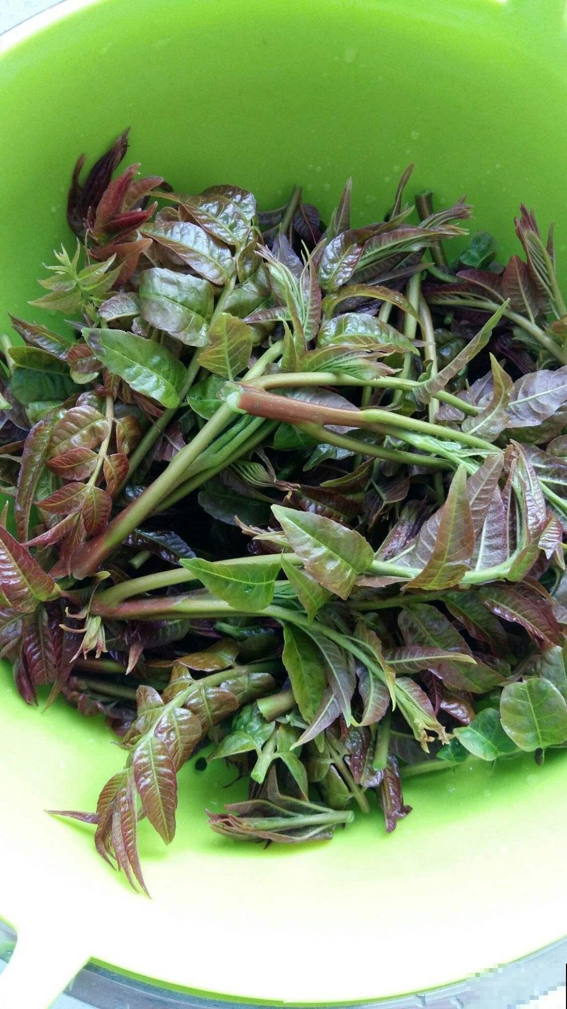 农村常见的5种野生蔬菜，城里人贼喜欢，健康美味有营养