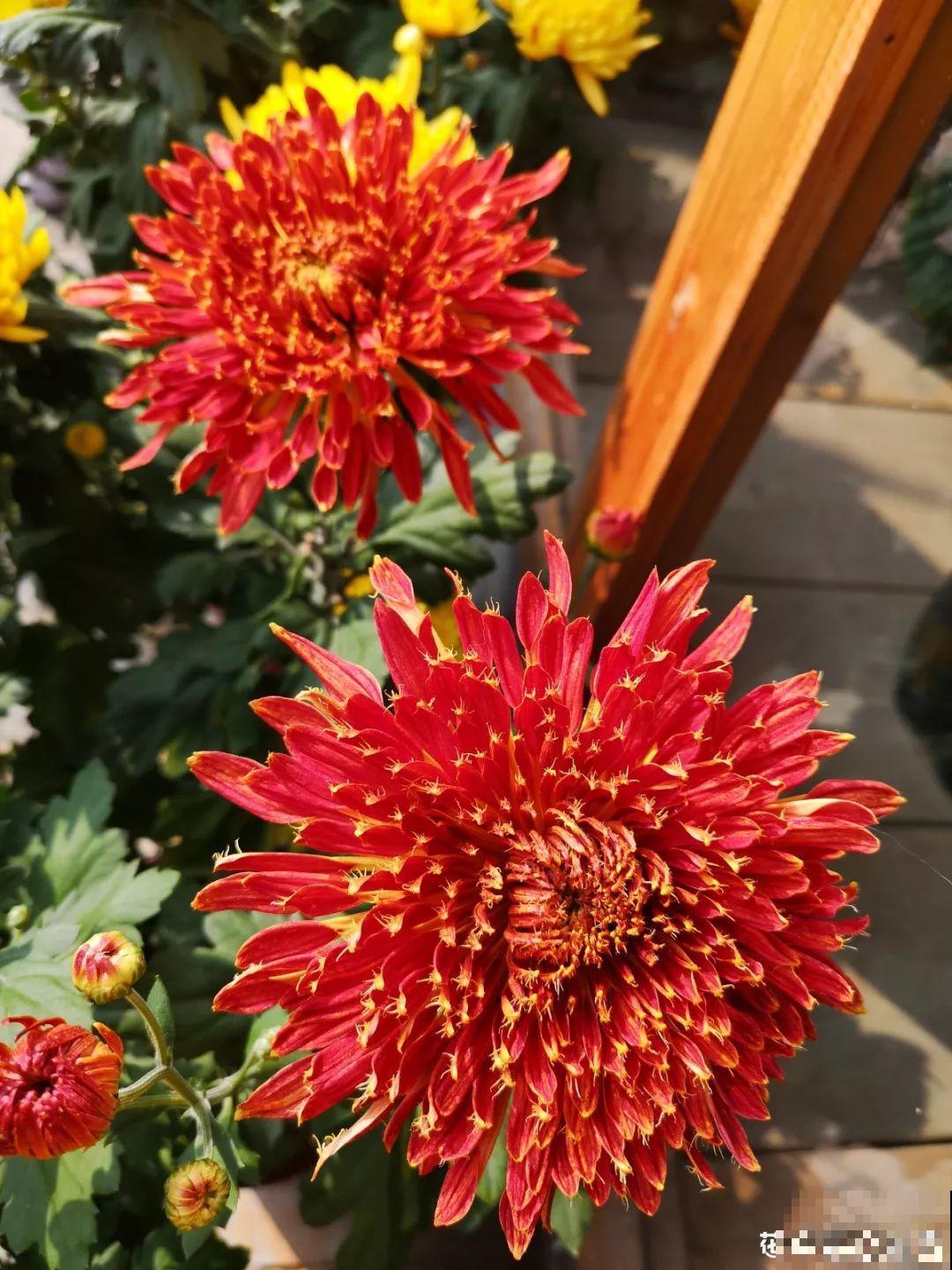 秋天最美、最耐寒的花，开花遍地金黄，看一眼就挪不动地！