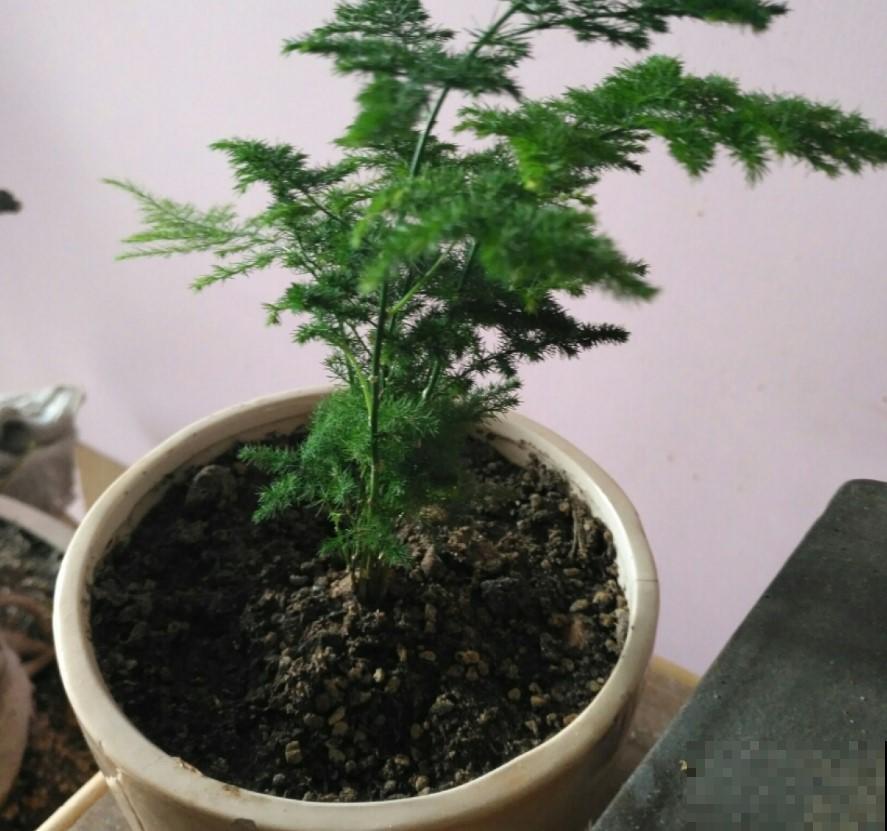 文竹叶子全黄了！找原因，找措施，很快就恢复回来了！