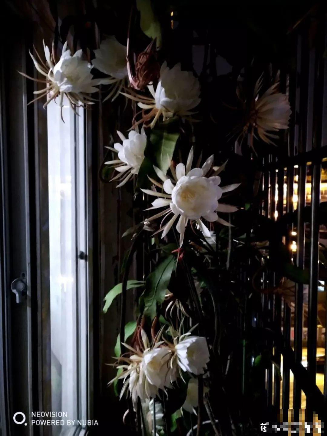 这6种花快施肥，根壮叶绿，还能提早开花！