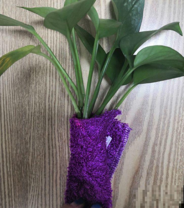 这花就得虐着养，套个袋子捂一捂，揭开立马冒花苞！