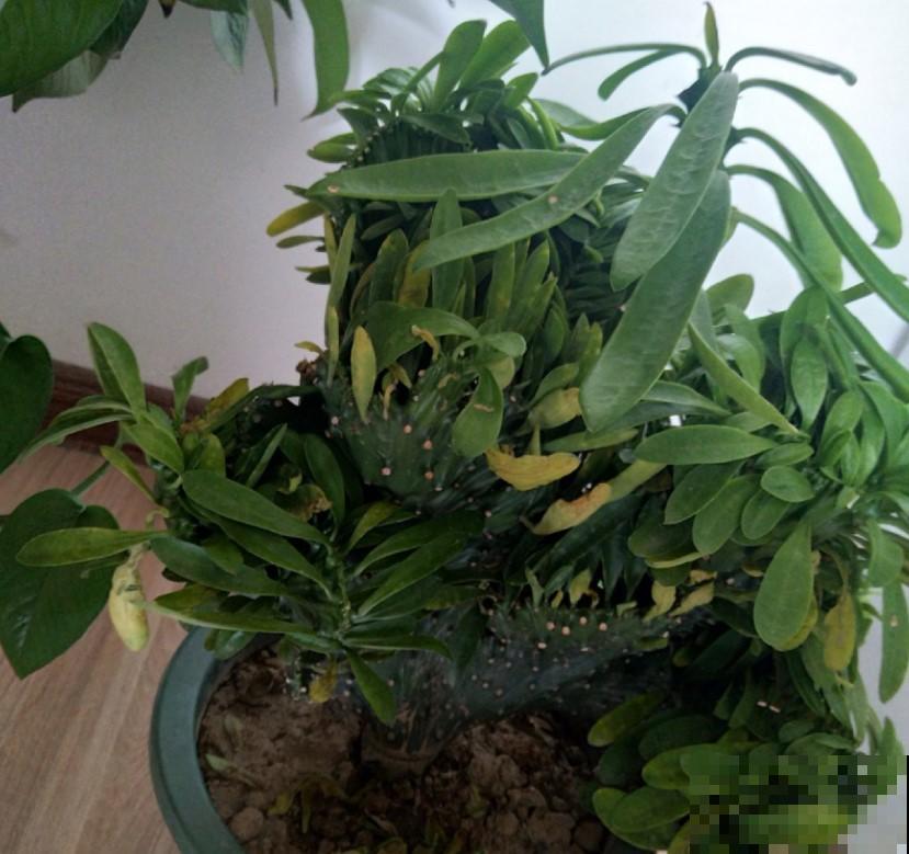 麒麟掌盆景，摆在家里大气，霸气十足！